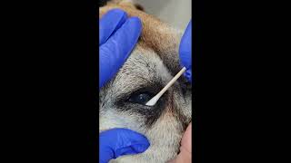 Cotton Tip Debridement for Canine Indolent Ulcer [upl. by Naujak738]