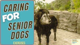 Get Your Senior Dog Moving with These Simple Exercises [upl. by Kirt]