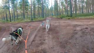 Sled Dog Training amp Van life amp Drone testing [upl. by Lothaire]