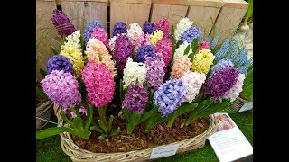 Amazing and Most Beautiful Hyacinthus Flowers  Hyacinths [upl. by Evangelin]