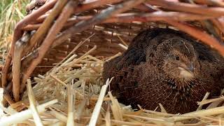 Coturnix Quail Hen Calls to Hatching Chicks [upl. by Jase285]