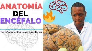 ENCÉFALO HUMANO Y SUS FUNCIONES 1 [upl. by Yendor]