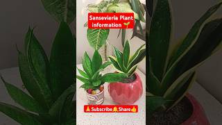 Sansevieria Plant information🌱 shorts viralvideo sansevieriaplant snakeplantcare indoorplants [upl. by Eihctir]