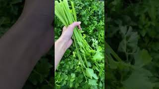 Apium graveolens known in English as wild celery agriculture farming celery health shots [upl. by Lipsey]