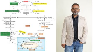 Gluconeogenesis  Definition Pathway Significance And Regulation  Carbohydrate Metabolism [upl. by Atinra]