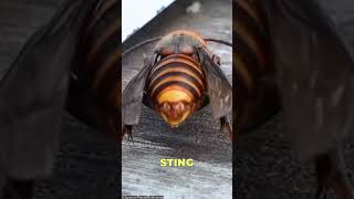 Big wasps wasphornettarantulahawkvenomousamazinganimalsanimalfacts [upl. by Cheryl517]