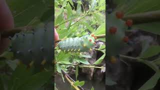 MONSTER Cecropia Moth Caterpillar🐛 [upl. by Ahsenat]