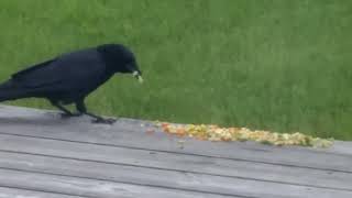 crows eating veggies [upl. by Ifar]