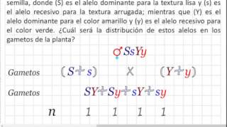 Problemas de genética distribución de los alelos en los gametos en un dihíbrido [upl. by Becket]