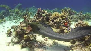 Giant Moray Eel Attacking And Eating A Large Stone Fish [upl. by Llertnod647]