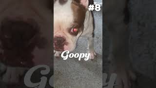 Top 10 Goobie Woobies [upl. by Areema]