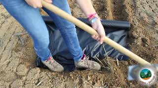 Planter une haie  pose manuelle du film de paillage [upl. by Ylrak]