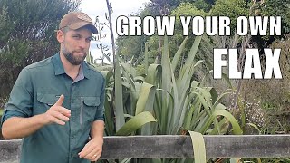 How to grow your own Flax  Big Savings [upl. by Py]