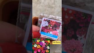 Grow verbena plant from seeds at my terrace garden🪴👍 [upl. by Herald561]