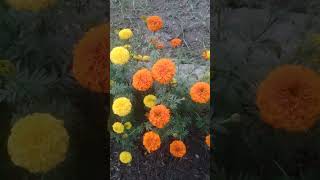 Neha kakker songkitchengarden music bollywood song newsong uttarakhand viral video song [upl. by Lewap]