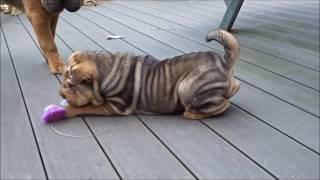 sharpei puppies playing [upl. by Ahsiea925]