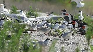 Gullbilled Royal Sandwich Terns Black Skimmer Chicks Nests Hillsborough Bay June 21 2024 [upl. by Gannon]