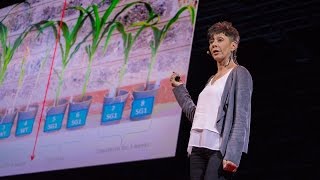 How we can make crops survive without water  Jill Farrant [upl. by Eachelle]