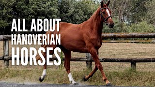 Hanoverian Horses 101 All You Need to Know [upl. by Enimzaj490]