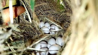 Society finch eggs lay in a nest on a single mango tree Review life birds [upl. by Florette998]