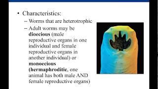 Lab 124 Parasitic Helminths [upl. by Odnumde]