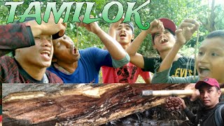 Tamilok Shipworm sa Malalaking Kahoy Sobrang Yummy at Malalaki [upl. by Jenkins]