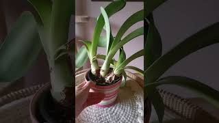 Гемантус белоцветковый Haemanthus albiflos [upl. by Genie26]