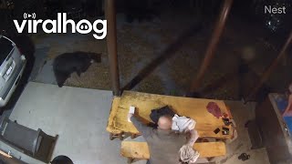 Black Bears Pay Guests a Visit at Cabin in Gatlinburg  ViralHog [upl. by Nysilla]