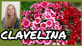 Cuidados de la clavelina Clavelina cuidados y reproducción VeronicaCampaniniPlantas [upl. by Rehpotsrik]