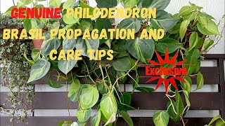 How To Propagate And Take Care Of Philodendron Brasil  Heartleaf  Sweet Heart [upl. by Anitel494]