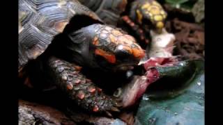 Jesus lizard feasting on dead fish tortoise too [upl. by Carmelita]