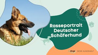 Rasseportrait Deutscher Schäferhund [upl. by Staci]