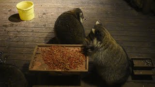 Raccoons at their own picnic table [upl. by Rebbecca]