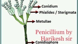 🌲Penicillium  penicillium notatum penicillium vermiculus penicillium by harikesh sir [upl. by Lelah]