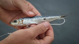 How To Rig Pilchards For Bait Fishing [upl. by Airretnahs]