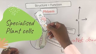 Specialised Plant cells  GCSE Biology Paper 1 [upl. by Soisinoid]