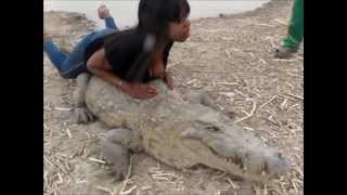 Petit tour sur un Crocodile Sacré Burkina Faso Bazoulé [upl. by Amby]