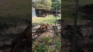 Axis axis deer eating grass in forest  and block belt drinking water Natural video beautiful [upl. by Seppala]