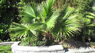 Brahea edulis Palm trees fully hardy in Tofino BC [upl. by Stclair751]