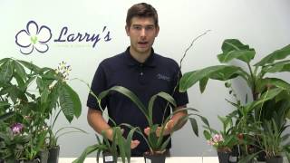 How to Grow Oncidium Orchids  Complete Growig Guide [upl. by Yeargain]