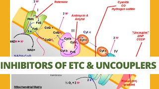 Inhibitors of ETC and uncouplers of Oxidative phosphorylation CSIR NET ICMR TIFR DBT BET [upl. by Braynard147]