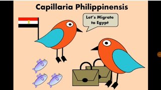 Capillaria philippinensis الشعارية الفليبينية [upl. by Sinnej]