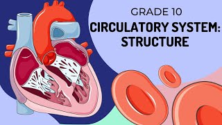 Structure of the Circulatory System [upl. by Ethelstan]