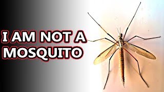 Crane Fly facts they cant harm you  Animal Fact Files [upl. by Aicemak]