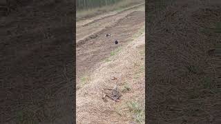 Magpies enjoying some bugs in fresh turned soil [upl. by Craddock785]