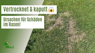 Vertrocknete amp kaputte Stellen im Rasen 😱  Das sind die häufigsten Ursachen  Schäden im Rasen [upl. by Nanji]