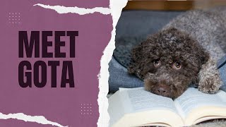 Meet Gota  7 facts about this Lagotto Romagnolo girl [upl. by Inaffyt]