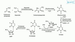 carbamoyl phosphate synthetase II [upl. by Ahsiam891]