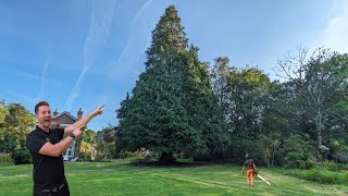 Our BIGGEST TREE to DATE  90ft Conifer Tree Removal [upl. by Anerb700]