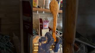 Air drying a spalted wood spoon  nice colors woodworking woodcarving spooncarving [upl. by Revned]